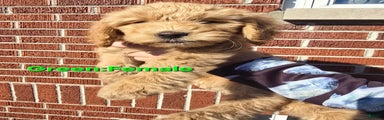Goldendoodle Puppy Green