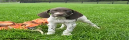 German Shorthaired Pointer dogs for sale: Spotty - Ad 3
