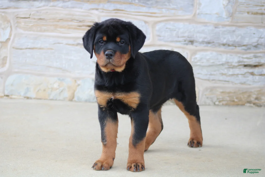 Rottweiler dogs for sale: Holly - Ad 1