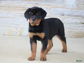 Rottweiler dogs Holly - Ad 41