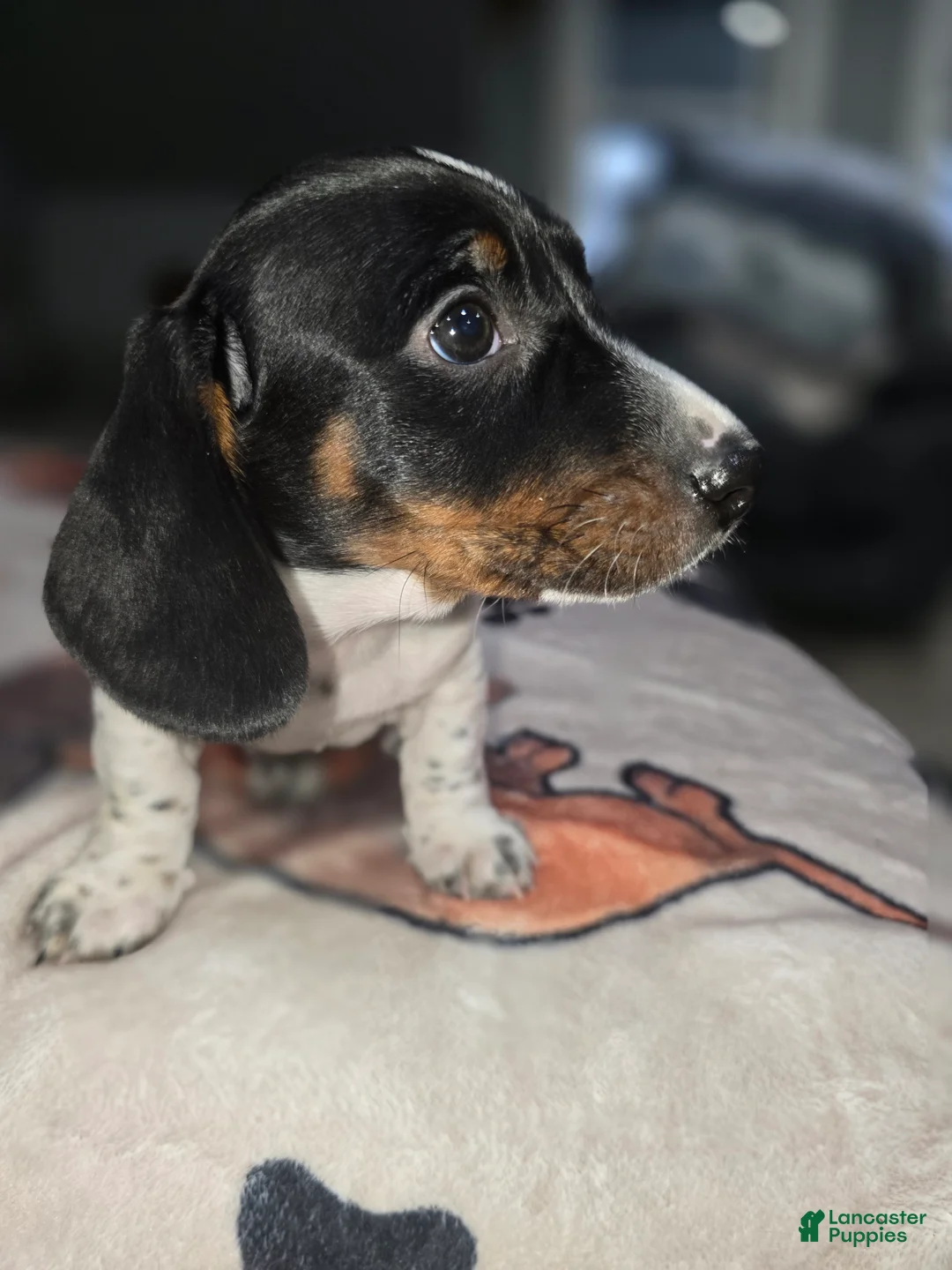 Dachshund dogs for sale: Hollee - mini - Ad 5