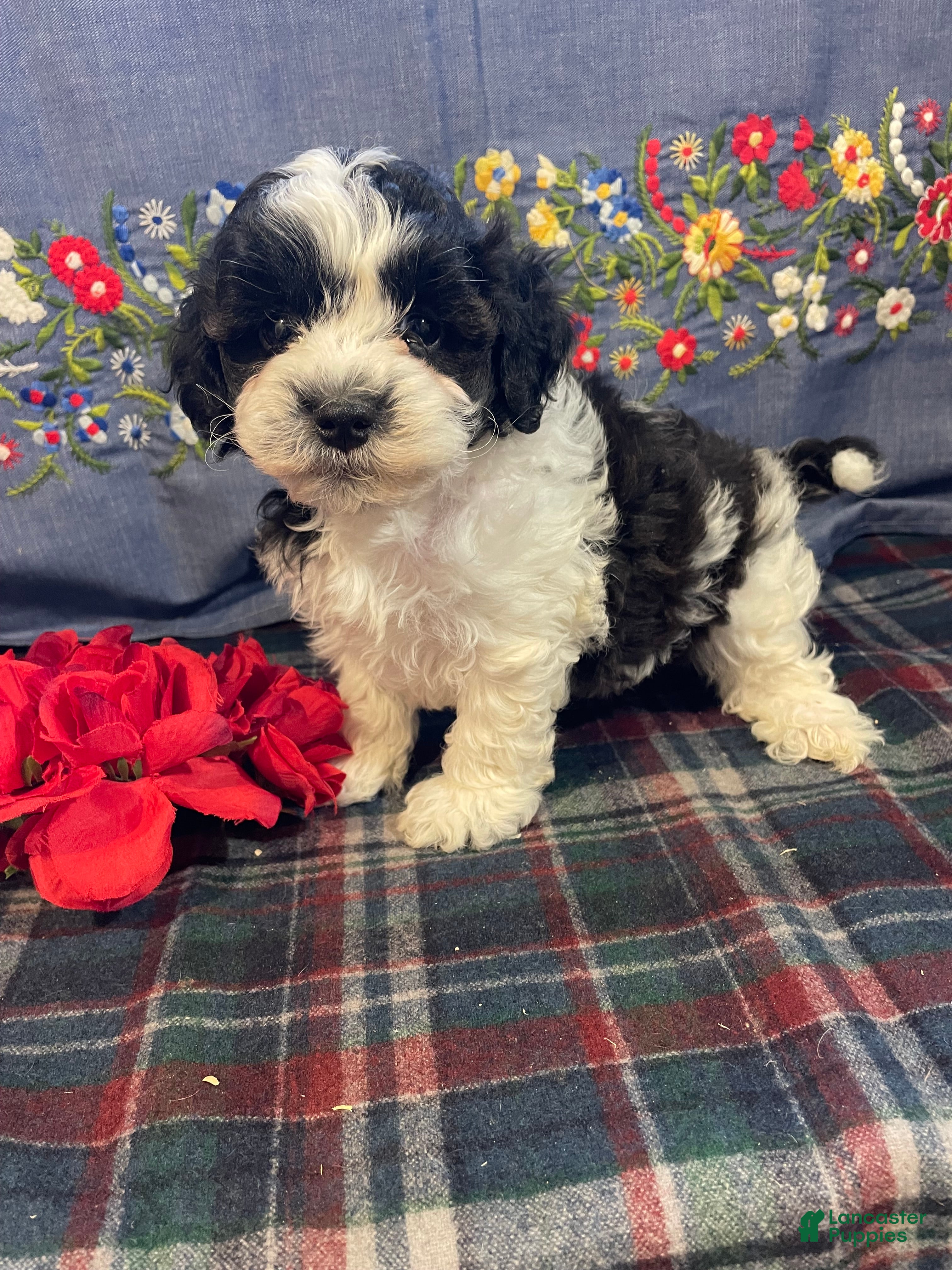 Havapoo dogs Chip - Ad 14