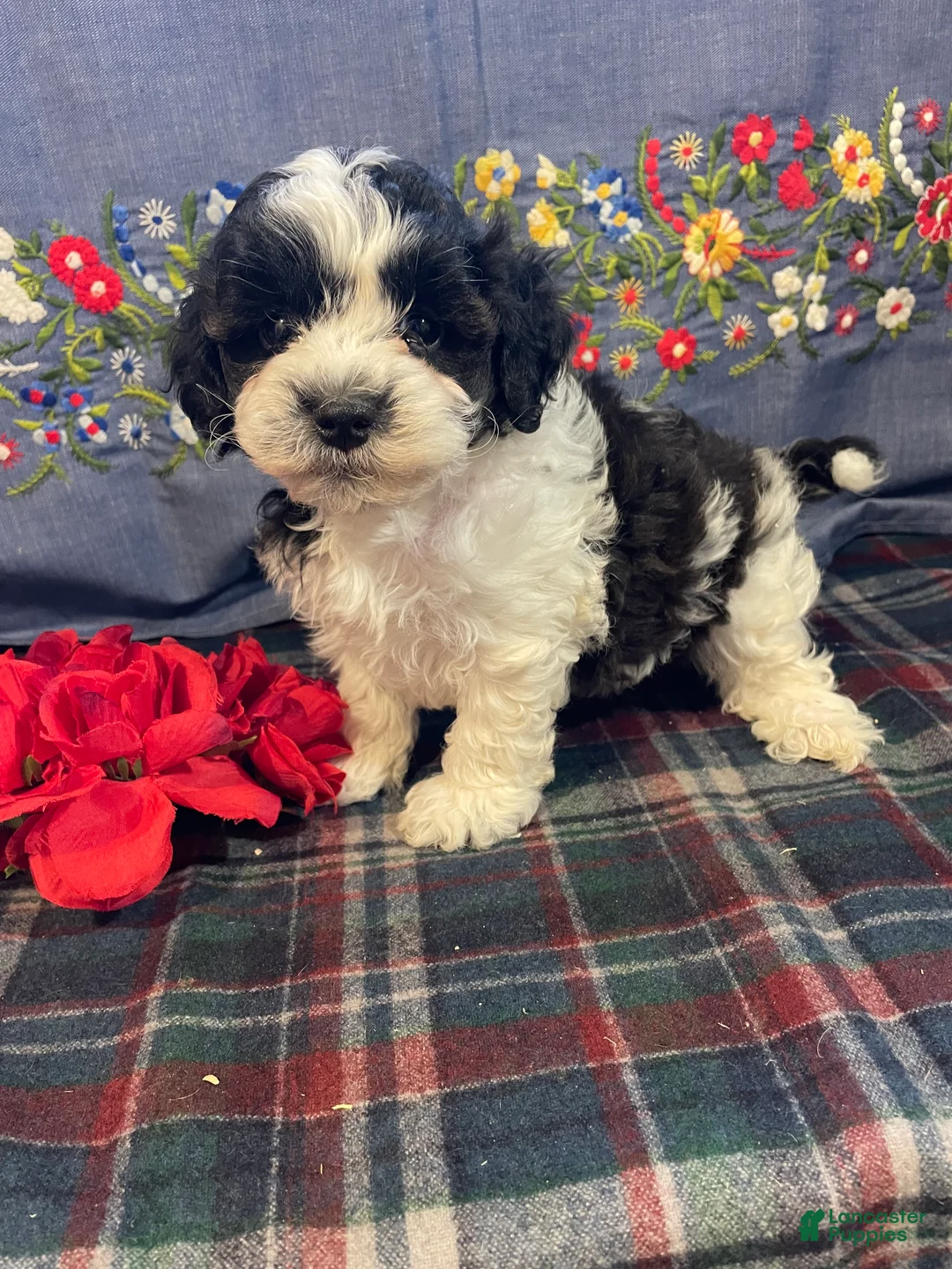 Havapoo dogs for sale: Chip - Ad 1