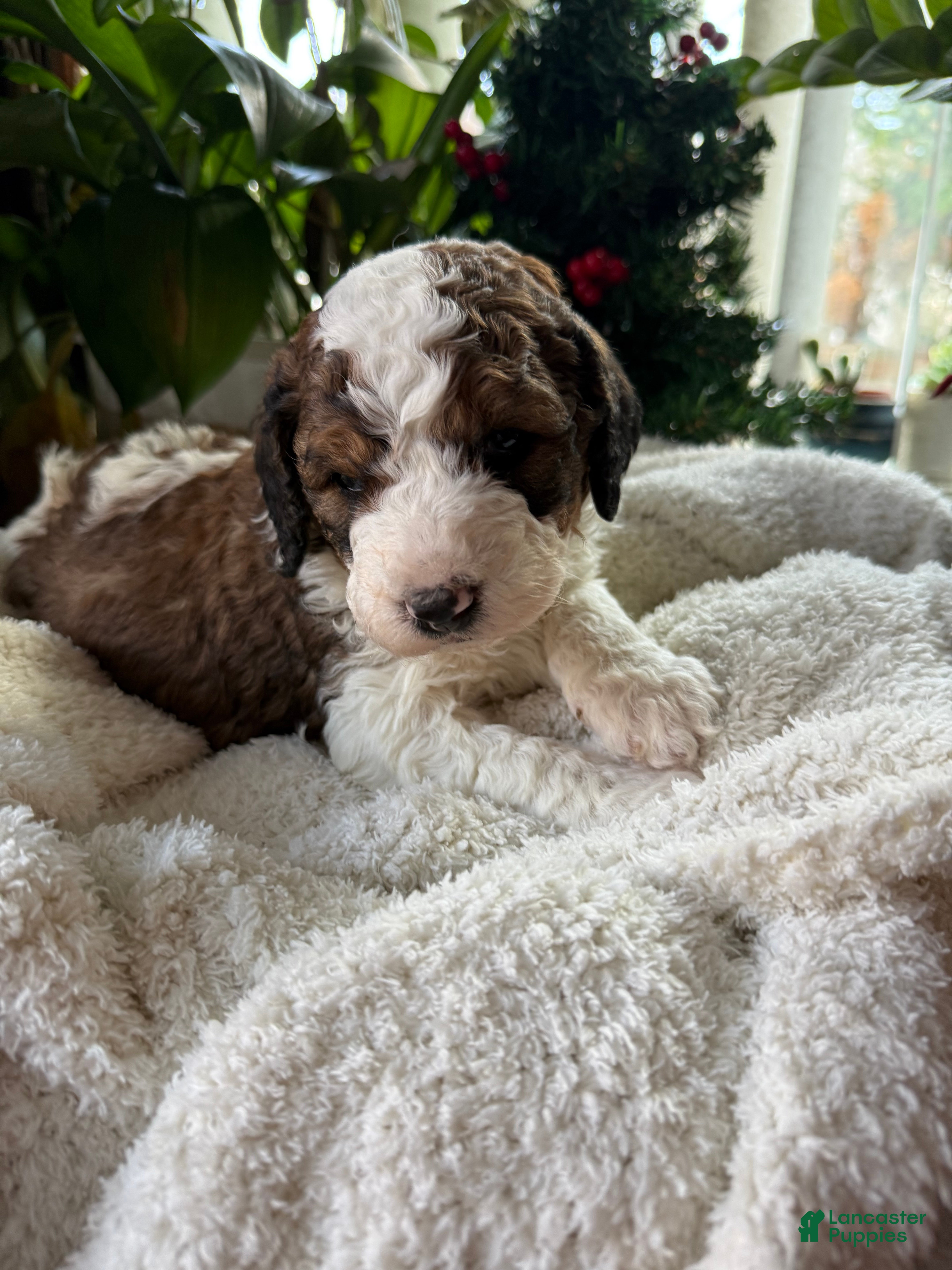 Saint Berdoodles dogs Bella - Ad 21