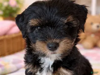 Mixed Breed dogs Mixed Breed Puppy 1 - Ad 22