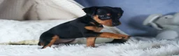 Miniature Pinscher dogs for sale: ANNIE - Ad 21