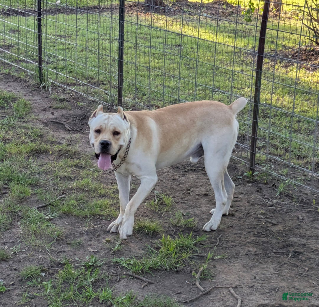 Cane Corso dogs for sale: Pink - Ad 18