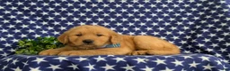 Golden Retriever dogs for sale: Travis AKC Reg - Ad 4