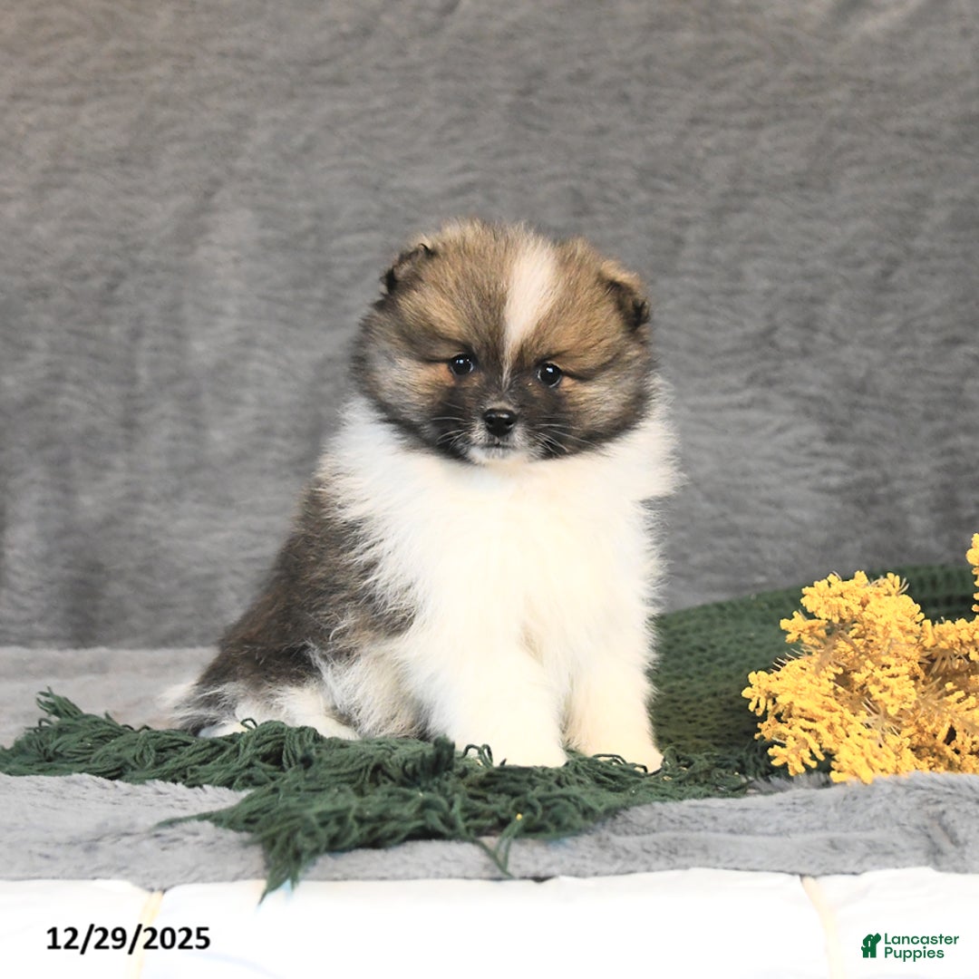 Pomeranian dogs for sale: Flora   - Ad 3