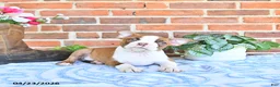 Boston Terrier dogs for sale: Patrick - Ad 4