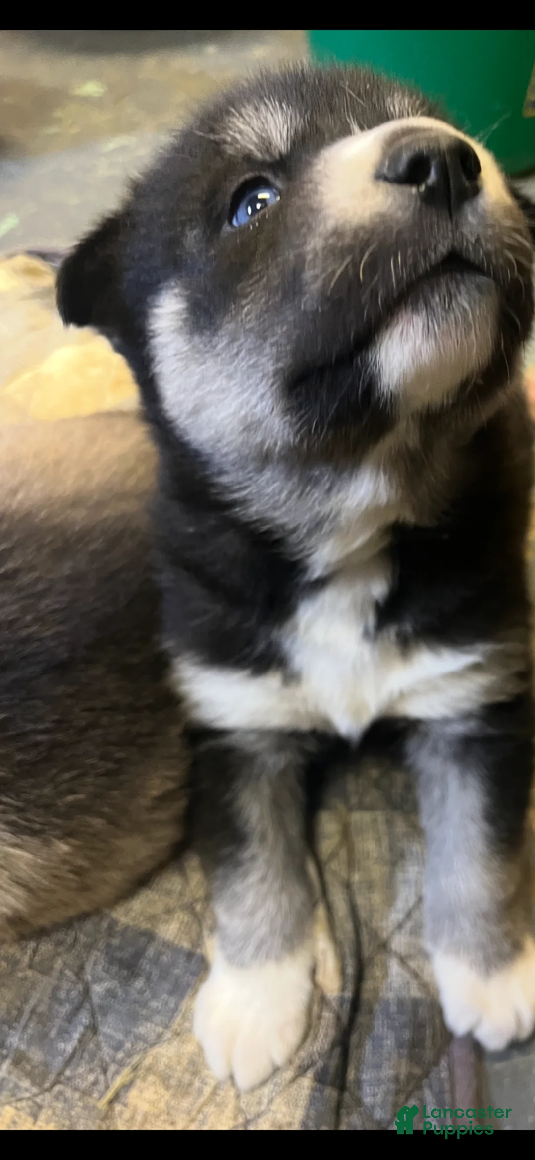 Siberian Husky dogs for sale: Siberian Husky Puppy 4 - Ad 1