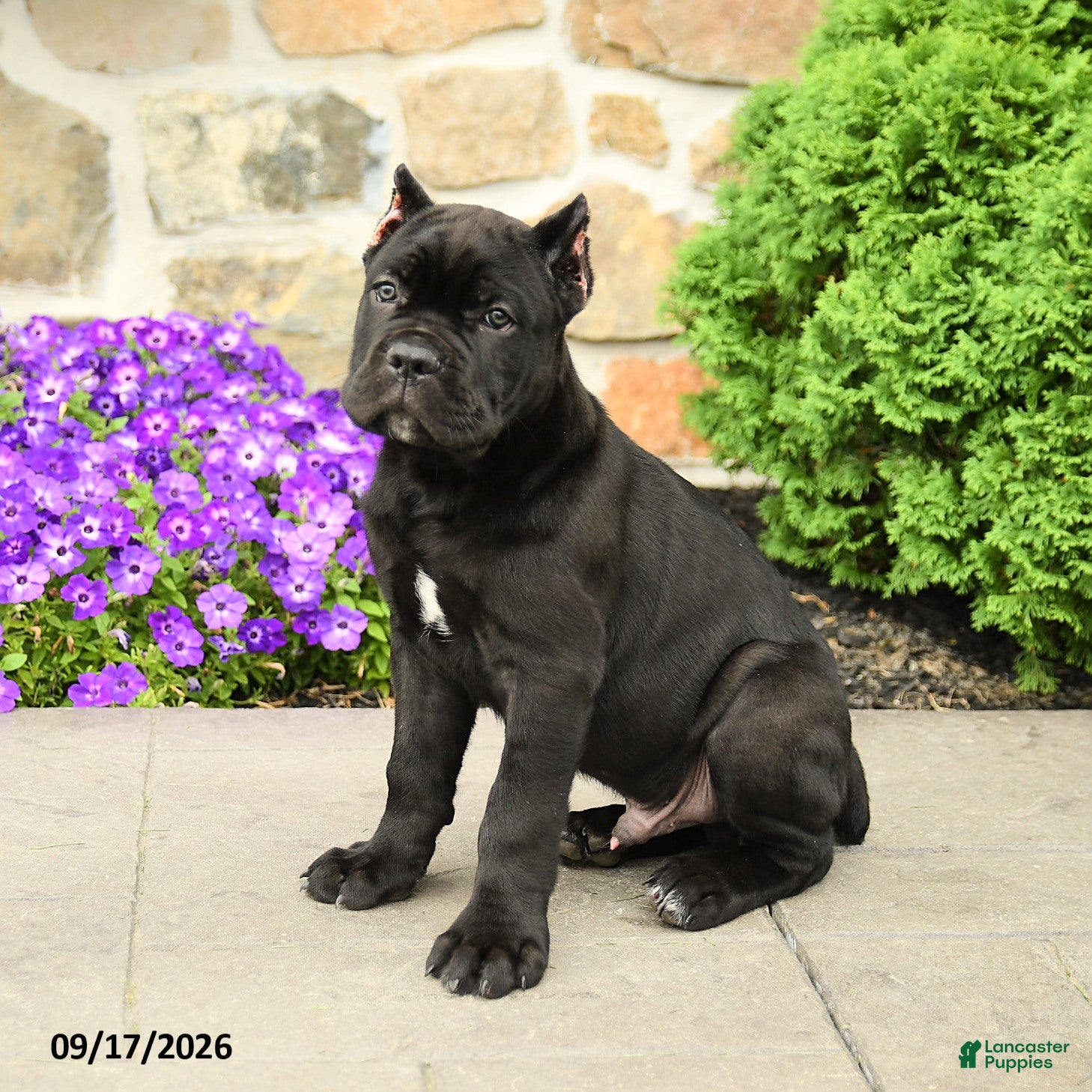 Cane Corso dogs Caesar - Ad 1