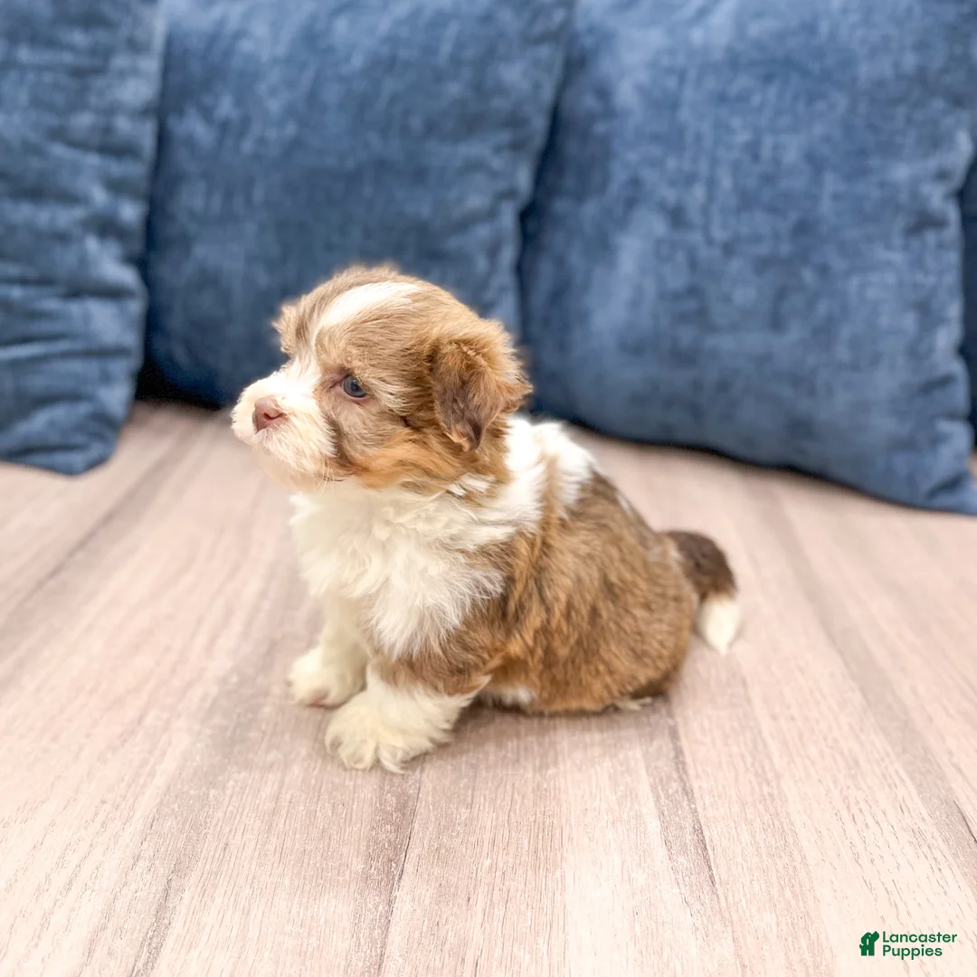 Havanese dogs for sale: Jasmine - Ad 3