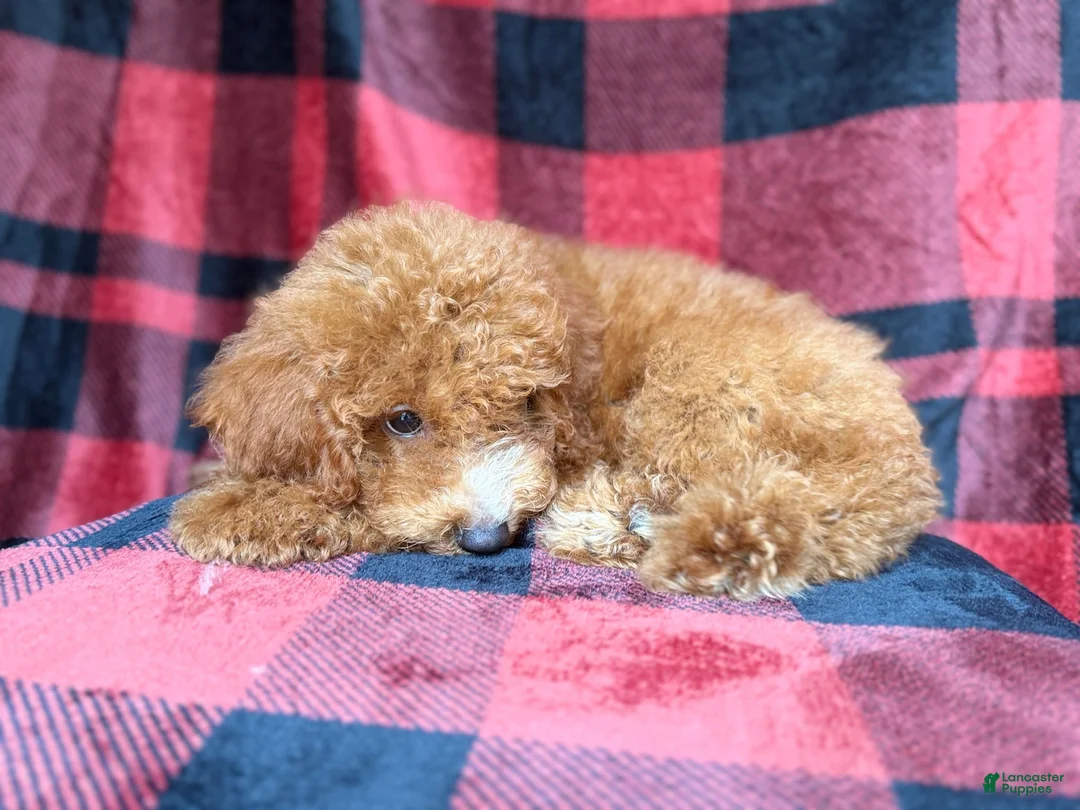 Cockapoo dogs for sale: Peter - Ad 9