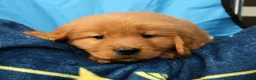 Golden Retriever dogs for sale: Marshall - Ad 6