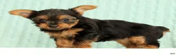 Yorkshire Terrier dogs for sale: Talia - Ad 5