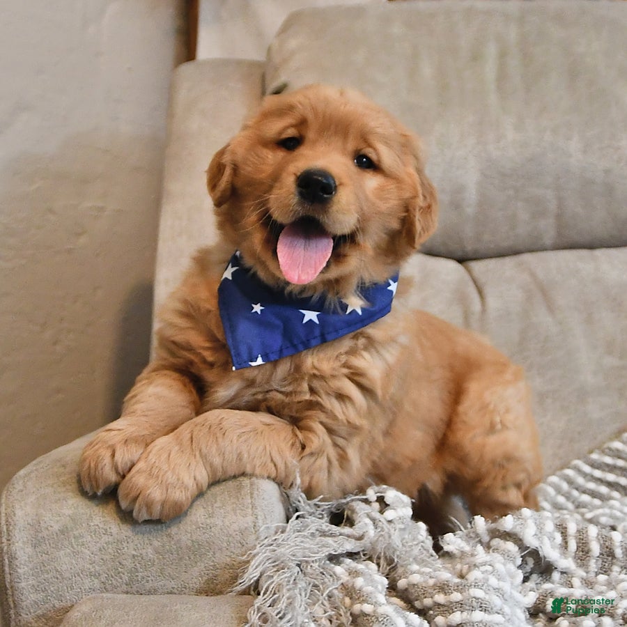 Golden Retriever dogs Royal King - Ad 37