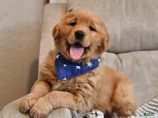 Golden Retriever dogs Royal King - Ad 1