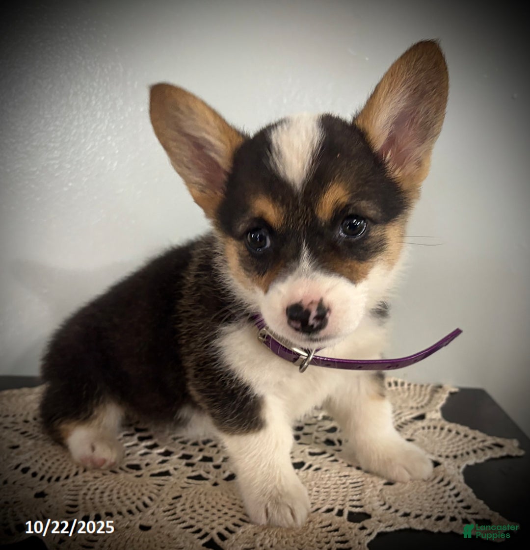 Welsh Corgi Pembroke dogs for sale: Patty - Ad 4