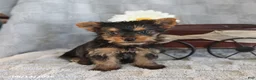 Yorkshire Terrier dogs for sale: Cookie Teacup - Ad 5