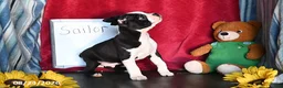 Boston Terrier dogs for sale: Sailor - Ad 3