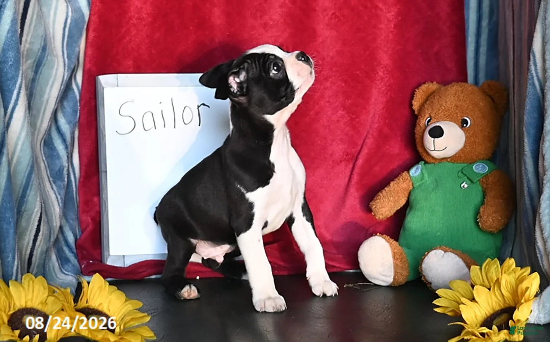 Boston Terrier dogs for sale: Sailor - Ad 3