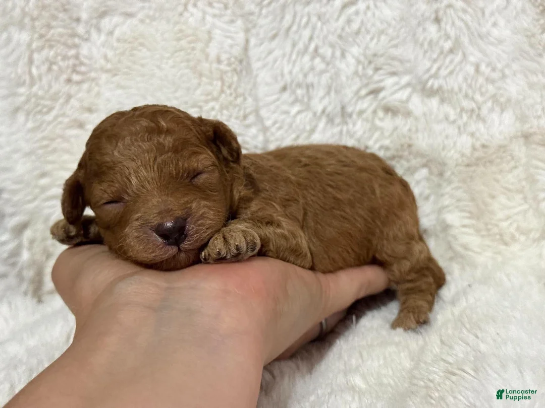 Cavapoo dogs for sale: Rufus - Ad 2