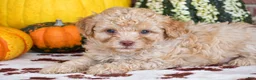 Havapoo dogs for sale: Derrick - Ad 1