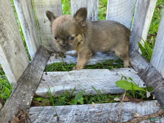 French Bulldog dogs - Ad 6