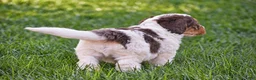 Mixed Breed dogs for sale: Sterling - Mini Bernedoodle - Ad 5