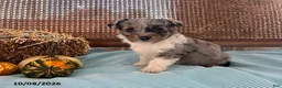 Mini Aussiedoodle dogs for sale: Dozer - Ad 3