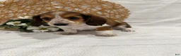 Miniature Dachshund dogs for sale: Dixie - Ad 3