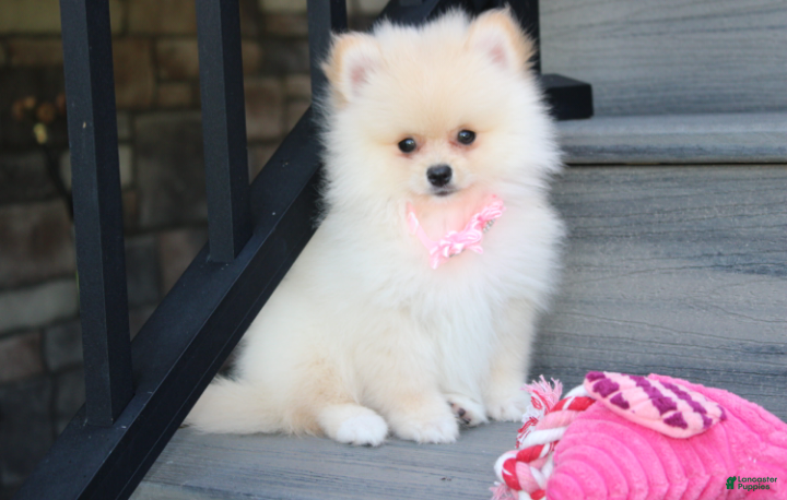 Pomeranian dogs Ruby - Ad 2