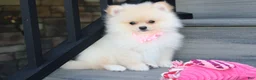 Pomeranian dogs for sale: Ruby - Ad 2