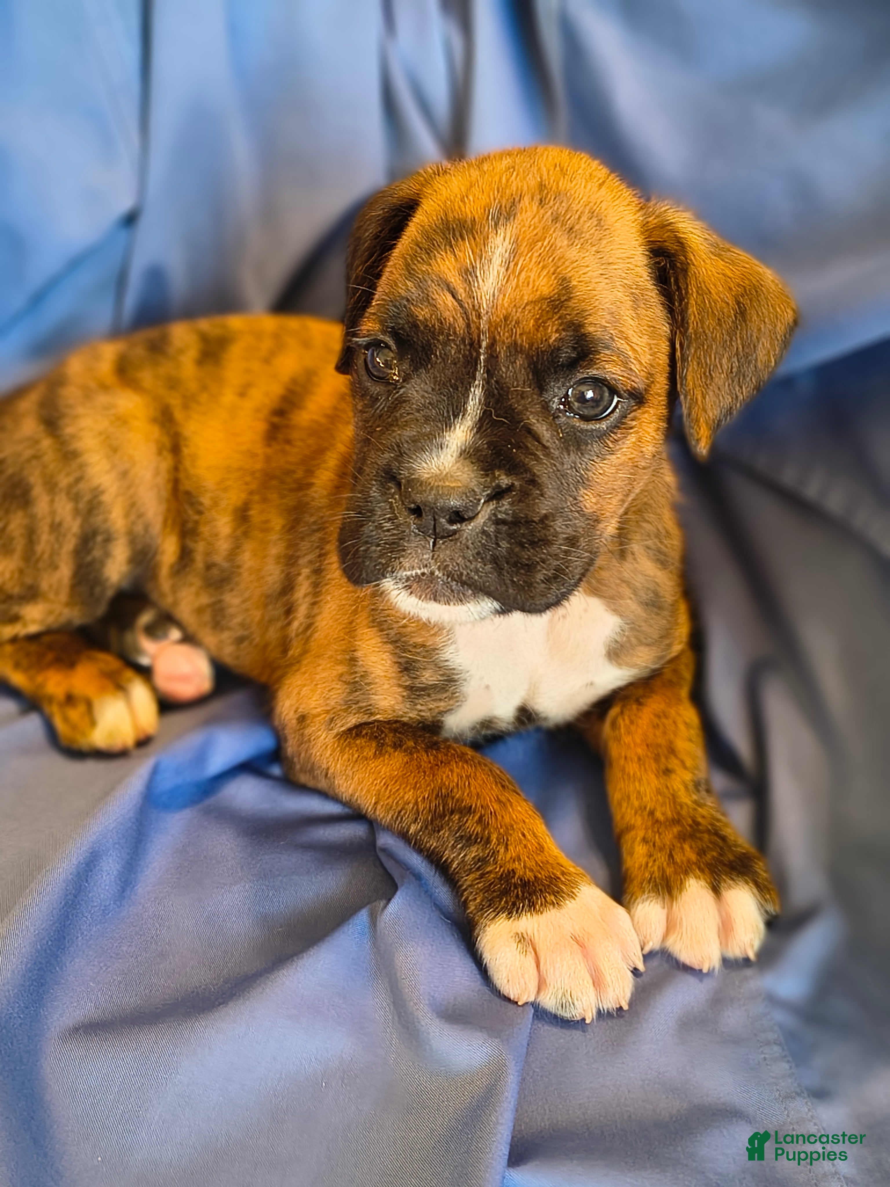 Boxer dogs Dill - Ad 1