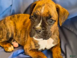 Boxer dogs for sale: Dill - Ad 1