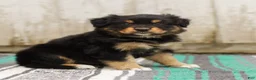 Australian Shepherd dogs for sale: Trisha - Ad 3