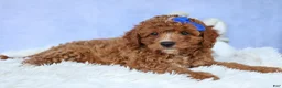 Cavapoo dogs for sale: TOBY - Ad 16