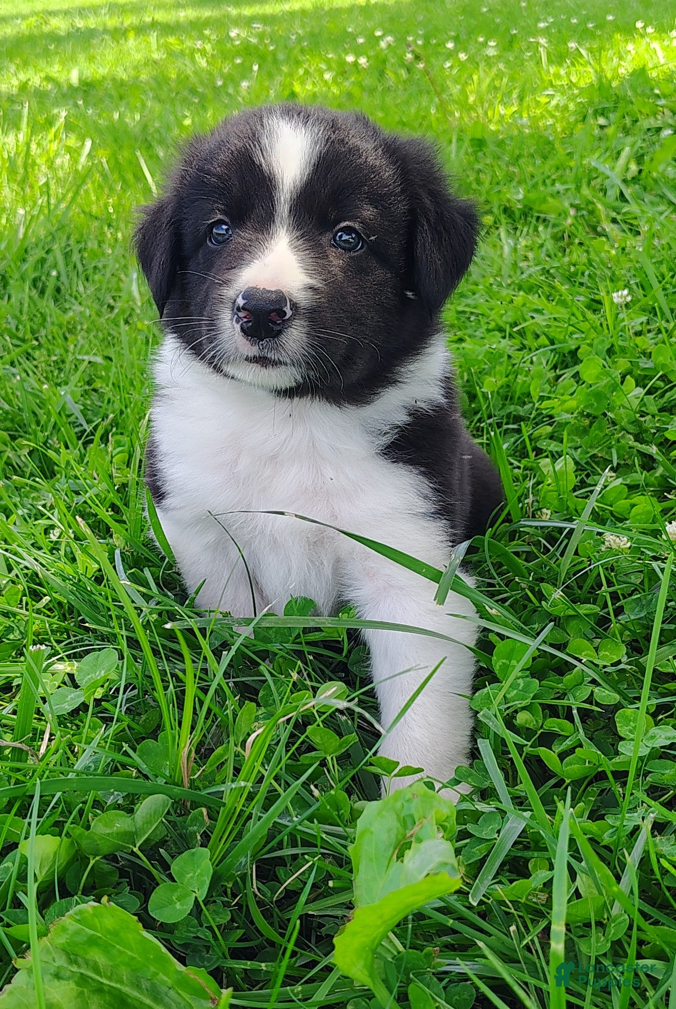 Border Collie dogs Finnley  - Ad 1