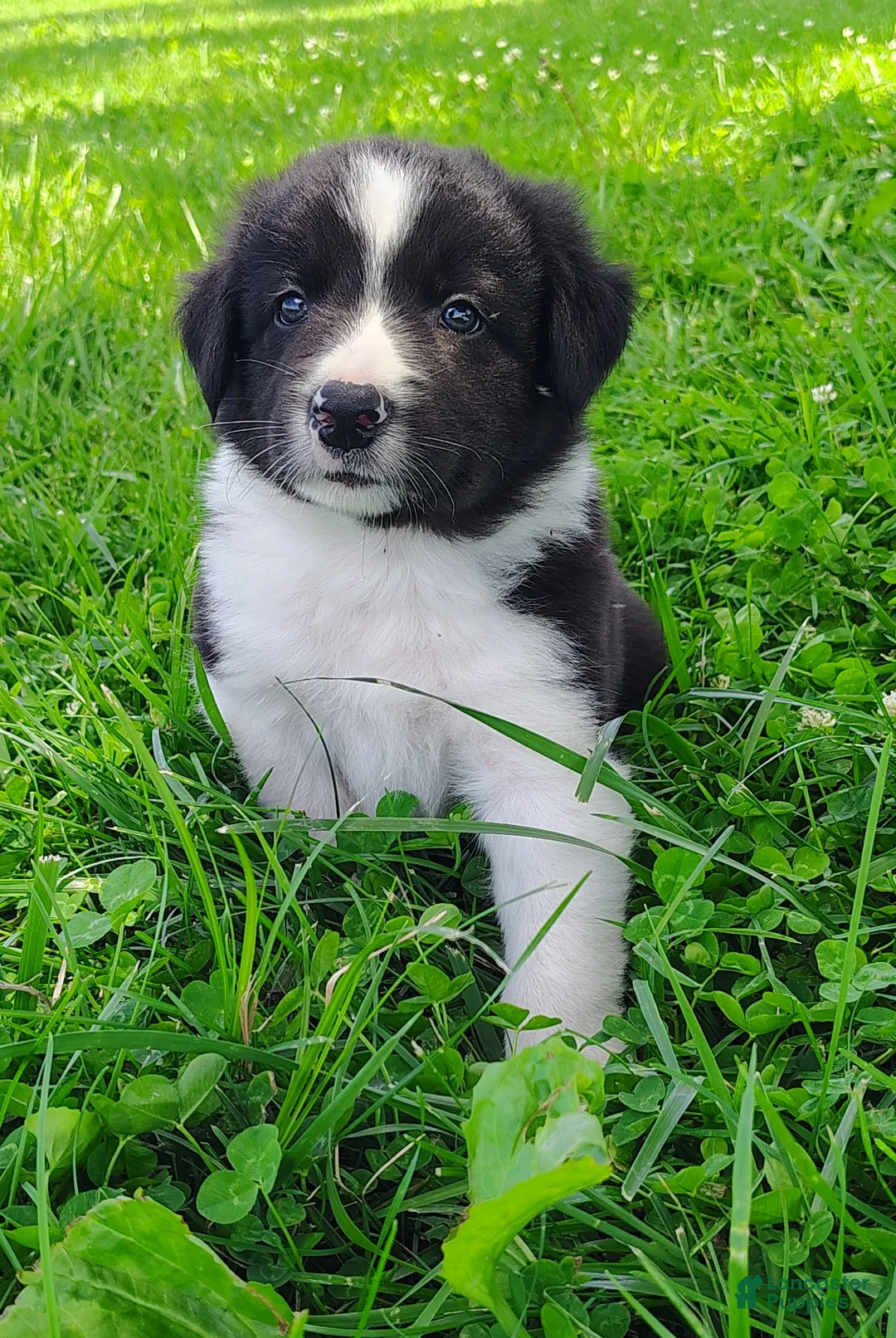 Border Collie dogs for sale: Finnley  - Ad 1