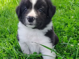 Border Collie dogs for sale: Finnley - Ad 1