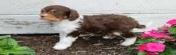 Cavapoo dogs for sale: Fern - Ad 8