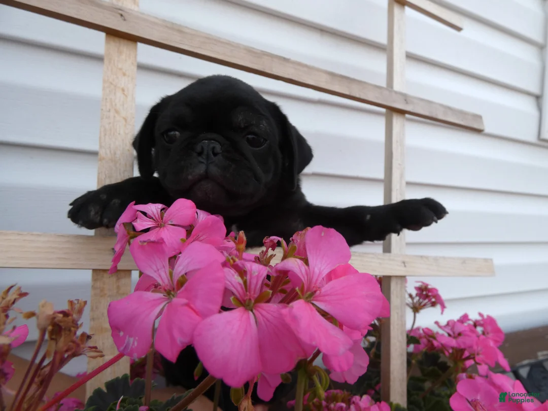 Pug dogs for sale: Pug 4 Megan - Ad 2