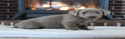Labrador Retriever dogs for sale: Smokey - Ad 3