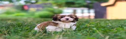 Shih Tzu dogs for sale: Coco - Ad 9