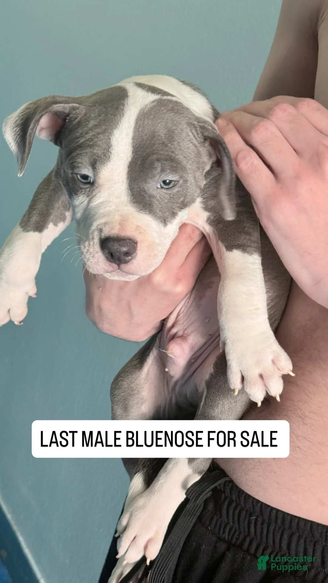 American Pit Bull Terrier dogs for sale: American Pit Bull Terrier Puppy 1 - Ad 1