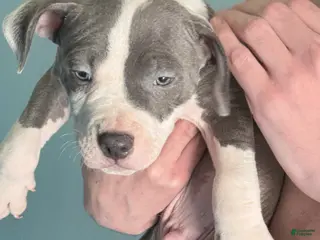 American Pit Bull Terrier dogs American Pit Bull Terrier Puppy 1 - Ad 13