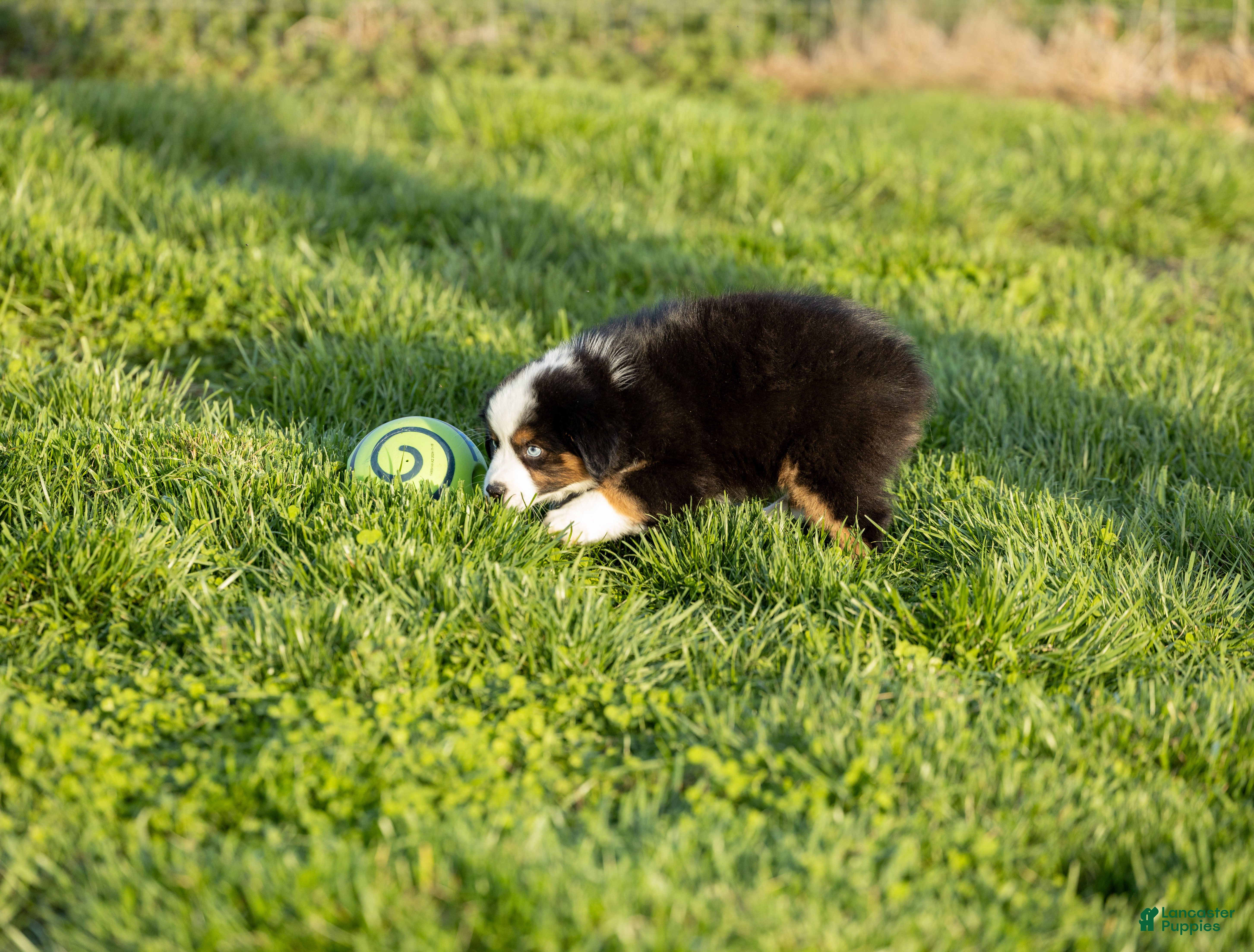 Miniature Australian Shepherd dogs Snap Miniature Australian Shepherd Puppy  - Ad 2