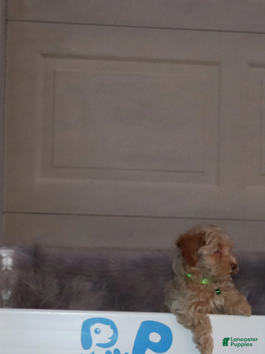 Havapoo dogs for sale: Addie 👨‍👨‍👦‍👦💞🐕Miniature - Ad 16