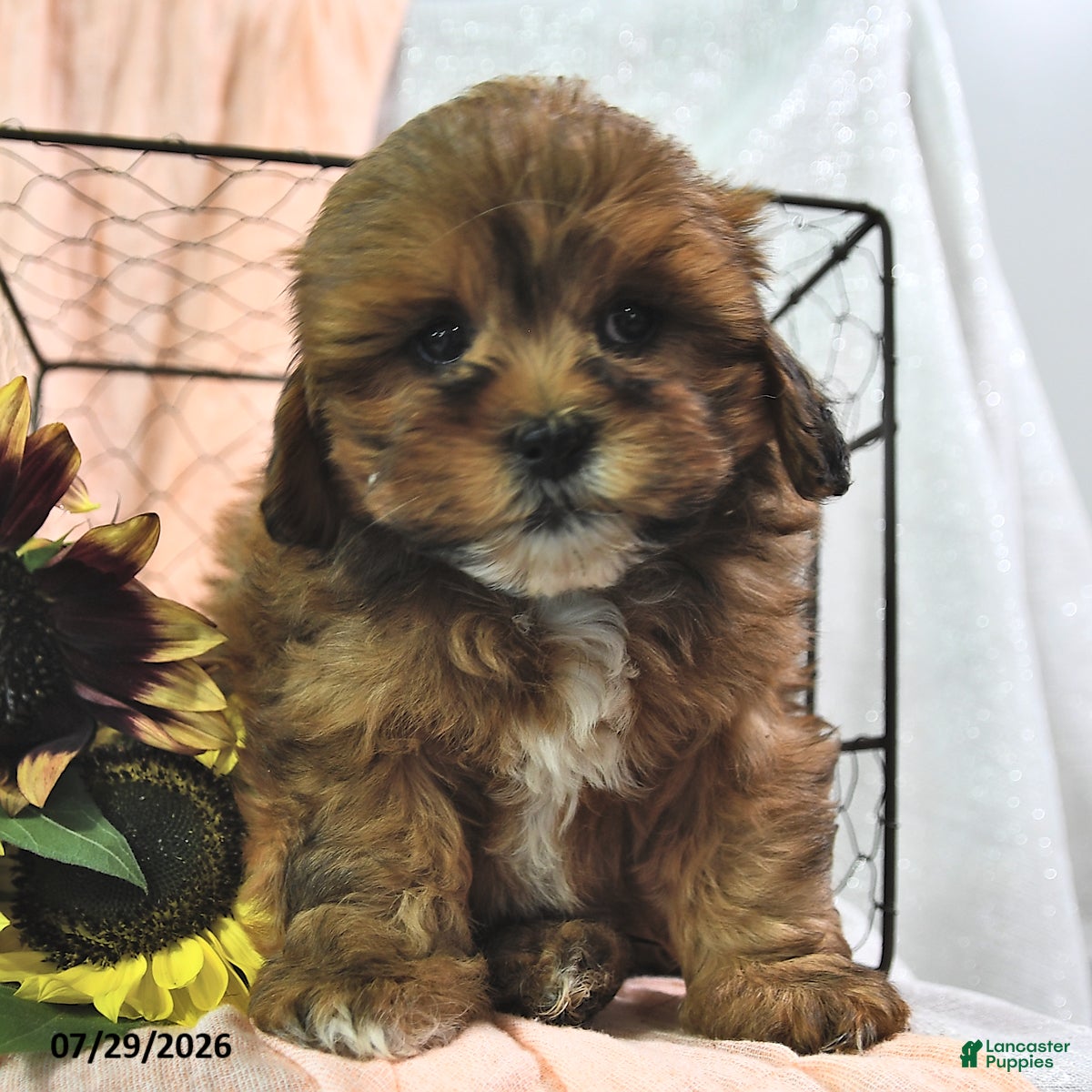 Shihpoo dogs Sailor - Ad 1